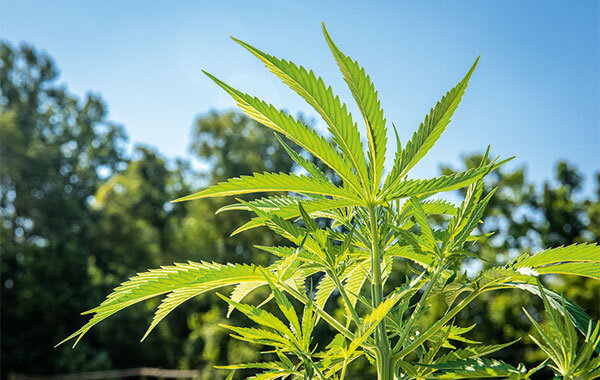 Produkte mit Hanf - Was Kapseln und Öle mit CBD taugen