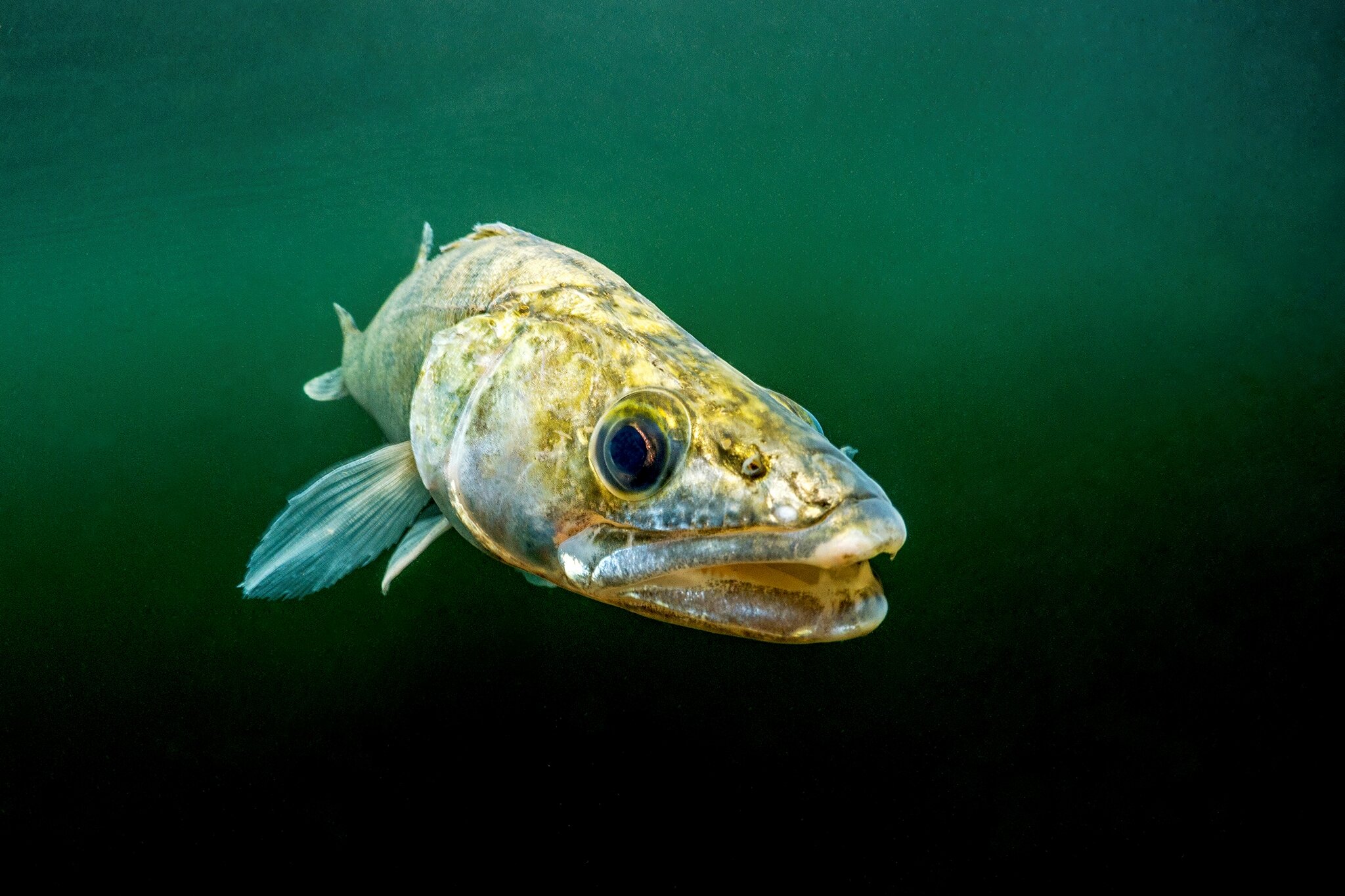 Fyshr AG - Dubioses Fischen nach Anlegergeld