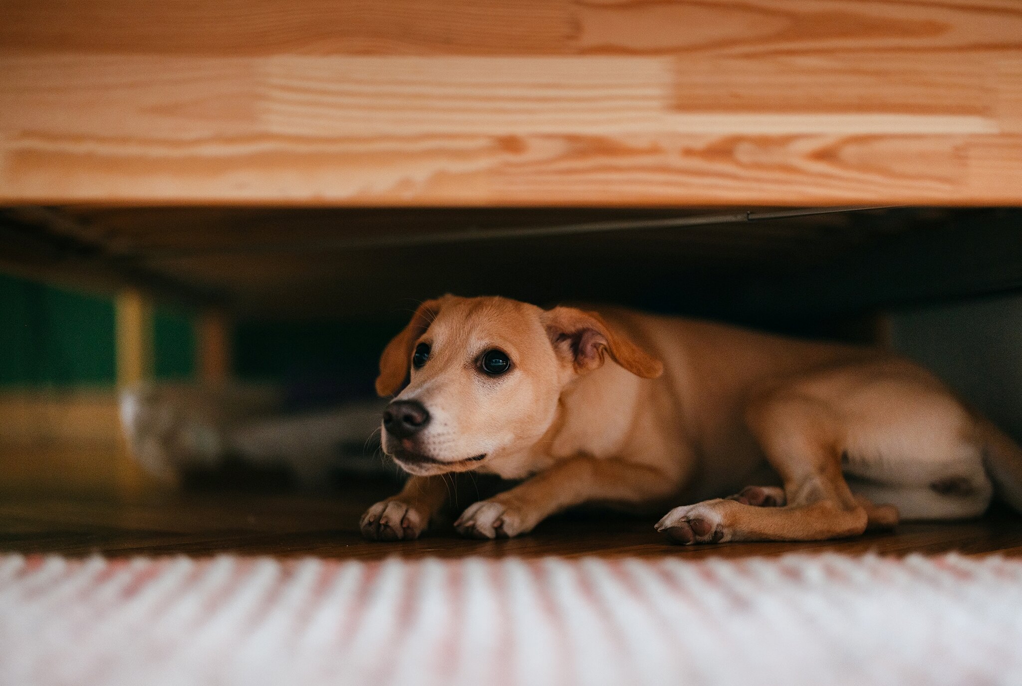 Werwolf­syndrom bei Hunden - „Die Hunde sind wie in einer Psychose“